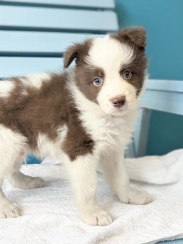 ボーダーコリー4206