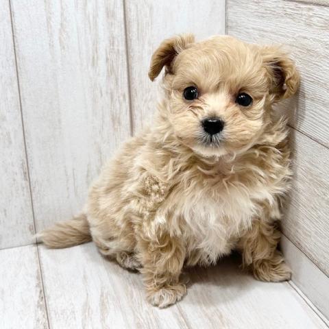 MIX(ポメラニアン×トイプードル)