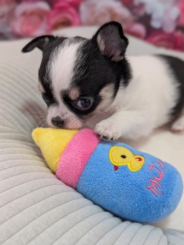 チワワ（ロングコート）