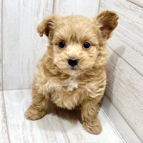 MIX(ポメラニアン×トイプードル)