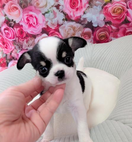 チワワ（ロングコート）