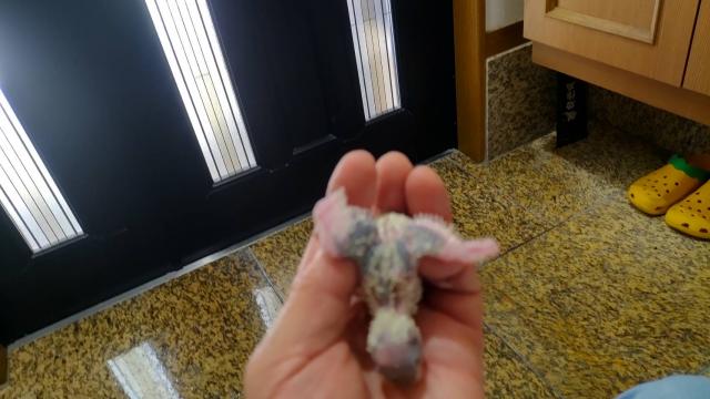 ジャンボセキセイインコ