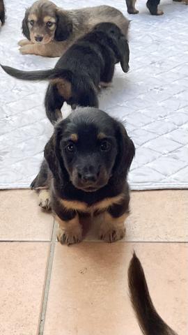 ミニチュアダックスフンド