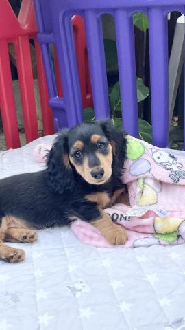 ミニチュアダックスフンド