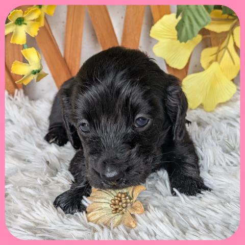 カニンヘンダックスフンド