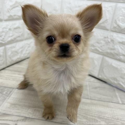 チワワ（ロングコート）