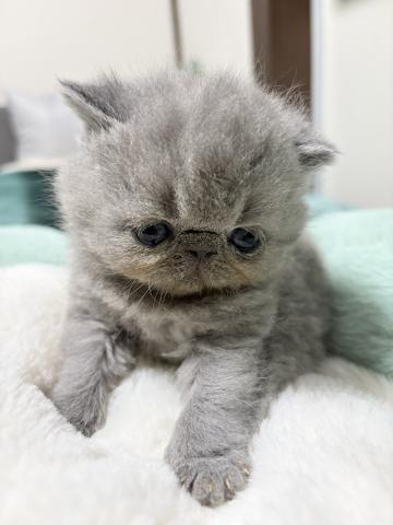 エキゾチックショートヘアー