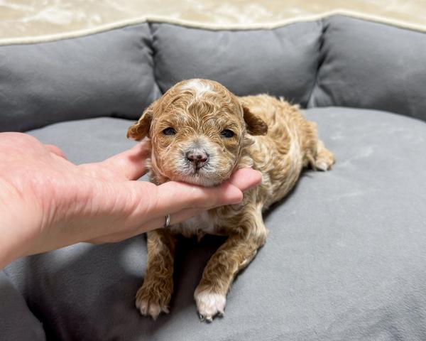 トイプードル（ティーカップ・タイニー・トイ）生後間もないためサイズ予想未確定です