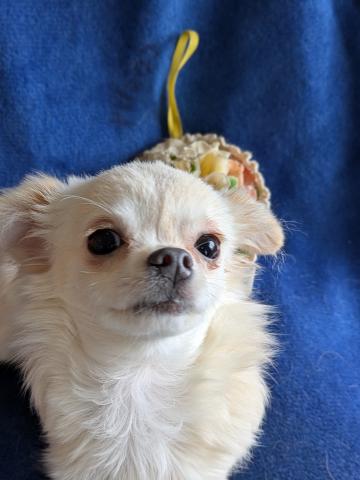 チワワ（ロングコート）