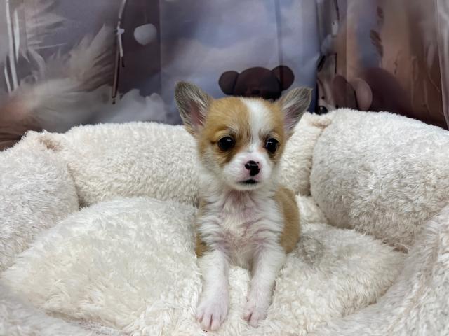 チワワ×ウェルシュコーギー