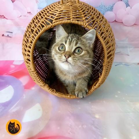 スコティッシュフォールド