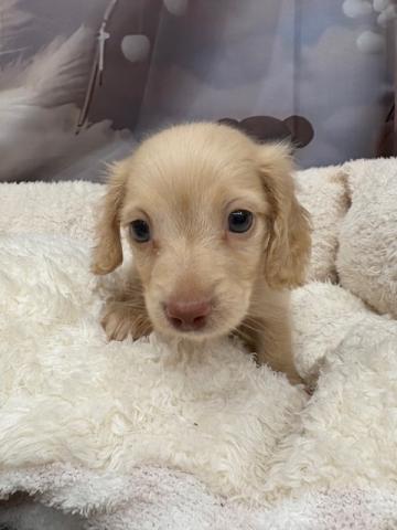 ミニチュアダックスフンド