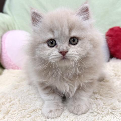 ブリティッシュショートヘア