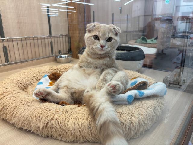 スコティッシュフォールド