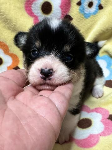 ウェルシュコーギーペンブローク