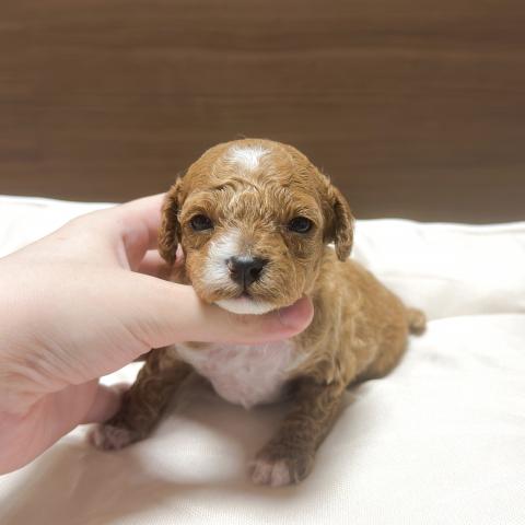 トイプードル（ティーカップ・タイニー・トイ）生後間もないためサイズ予想未確定です