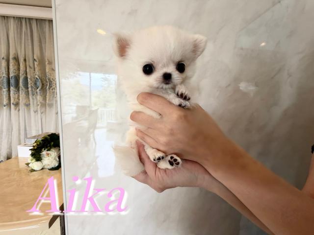 チワワ（ロングコート）