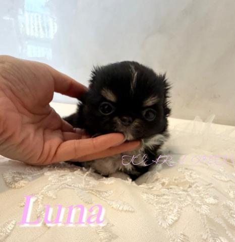 チワワ（ロングコート）