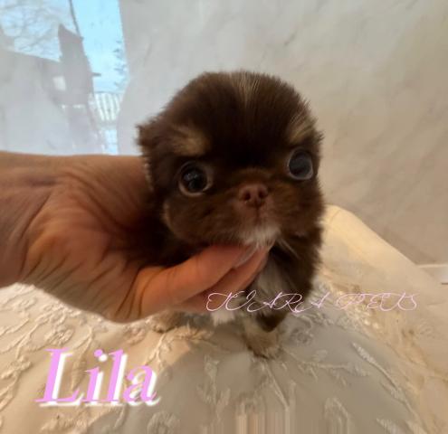 チワワ（ロングコート）