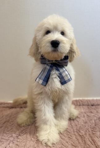 MIXゴールデンドゥードル