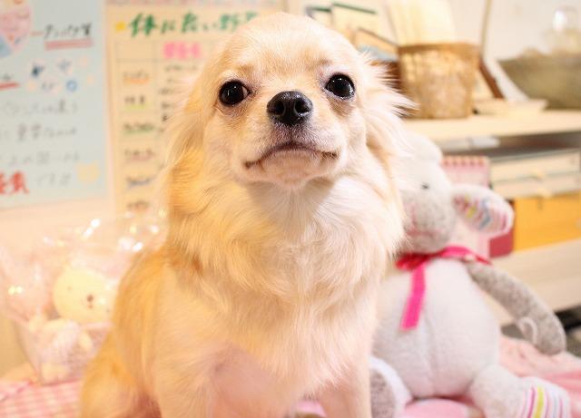 チワワ(ロングコート)