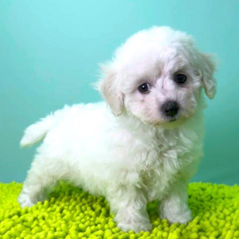 ビションフリーゼ