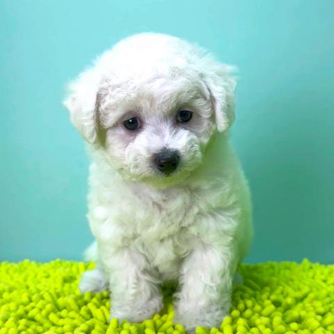 ビションフリーゼ