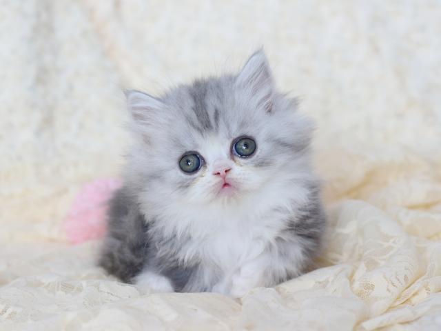 ミヌエット（旧ナポレオン）