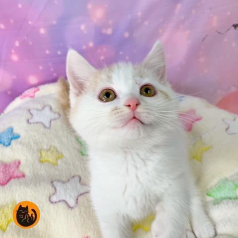 スコティッシュフォールド