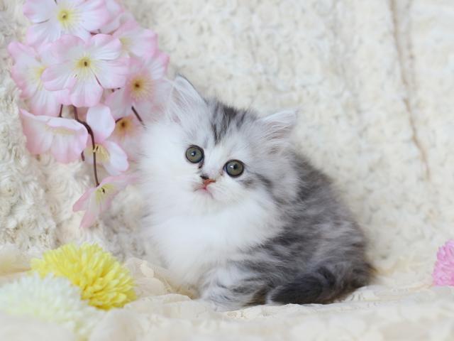 ミヌエット（旧ナポレオン）