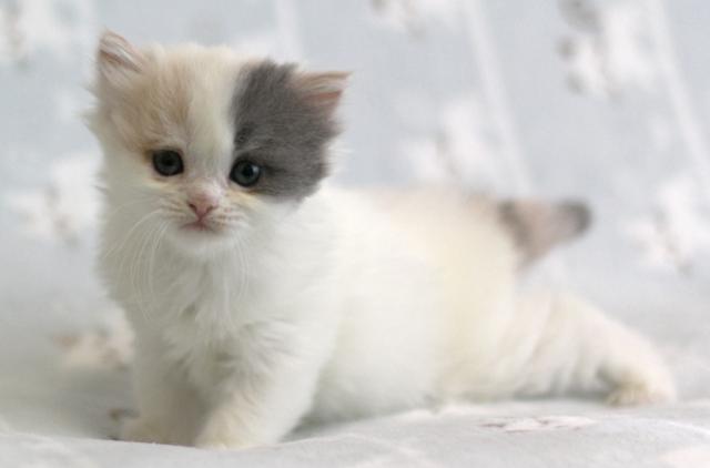 ミヌエット（旧ナポレオン）