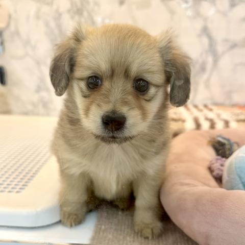 MIXポメラニアン×ミニュチュアダックス