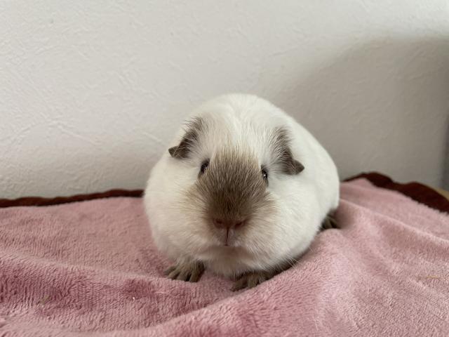 ロシアンスモークモルモット