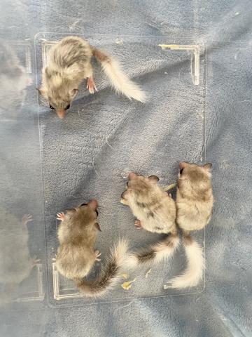 アフリカヤマネ