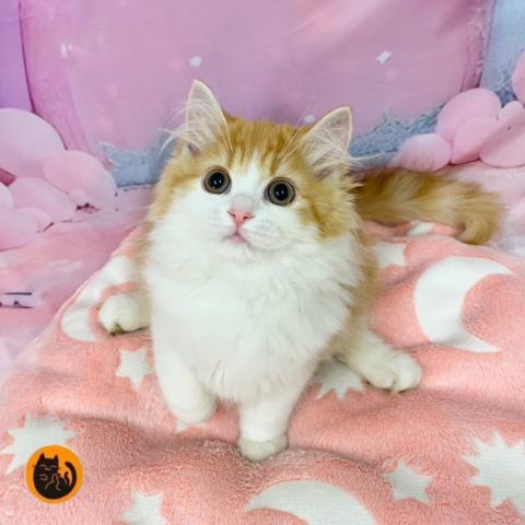 スコティッシュフォールド