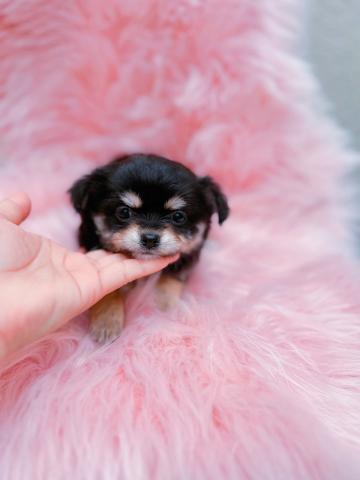 チワワ（ロングコート）