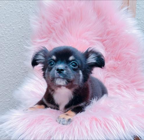 チワワ（ロングコート）