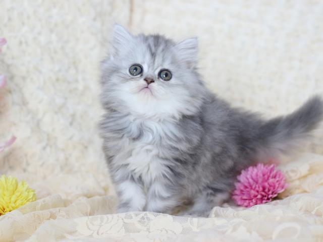 ミヌエット（旧ナポレオン）