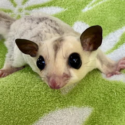 プラチナモザイク