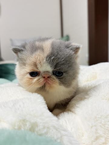 エキゾチックショートヘアー