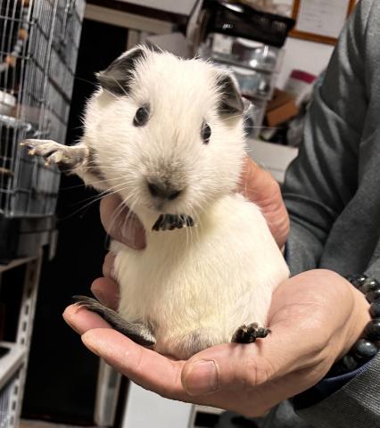 ロシアンスモーク