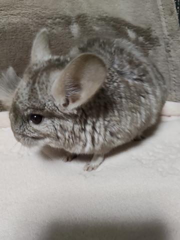 チンチラ