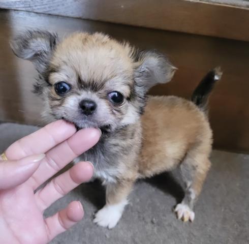 チワワ（ロングコート）