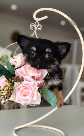 チワワ（ロングコート）