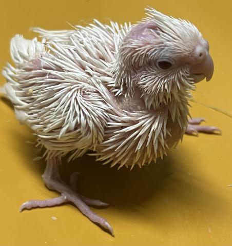 オカメインコ／WFルチノー