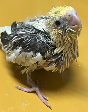 オカメインコ／PFパイド