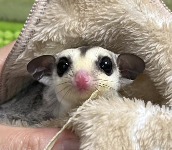 フクロモモンガ ノーマルhetクリミノ・プラチナorリューシ