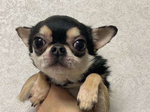 チワワ(スムースコート)