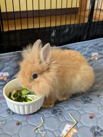 ライオンラビット