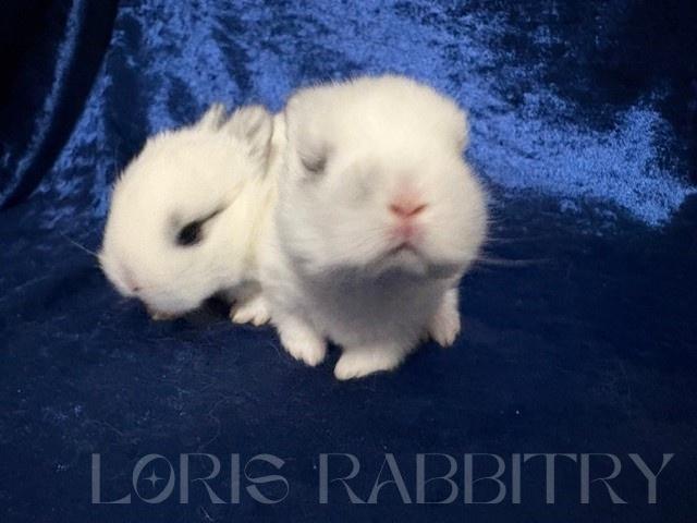 ネザーランドドワーフ